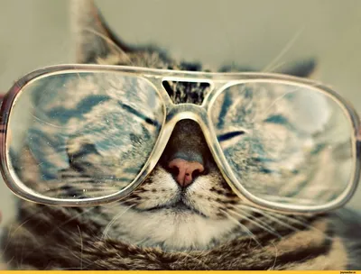 Существуют ли очки для котов? «Ochkov.net»