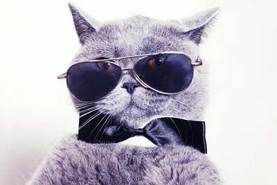 Крутой кот в очках» — создано в Шедевруме