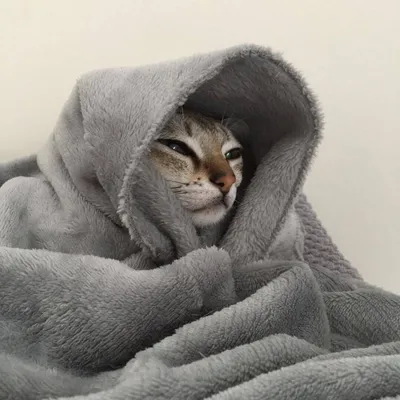 Кот в одеяле фото фотографии