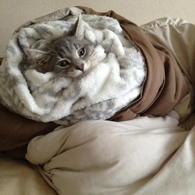Кот в одеяле стоковое фото. изображение насчитывающей тепло - 33828562