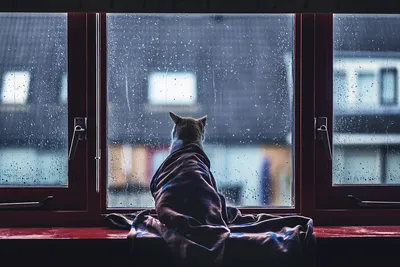 Термоаппликация \"Кот в одеяле \" - ГЕЛ0167147 - оптом купить в Москве по  недорогой цене в интернет-магазине Стартекс