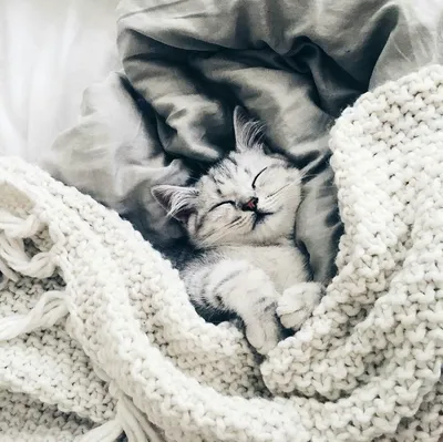 Котенок в одеяле - 69 фото