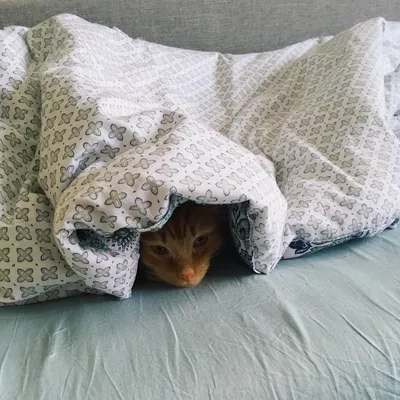 Кот под одеялом Stock Photo | Adobe Stock