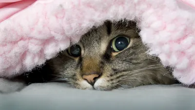 Почему Ваш котик прячется под одеялом? Стоит ли волноваться | Кошка в доме  | Дзен