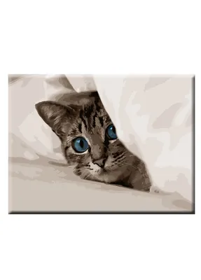 Котик под одеялом - 76 фото