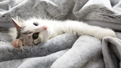 КОТ БРАУН Лежанка плед подстилка одеяло для животных для собак кошек