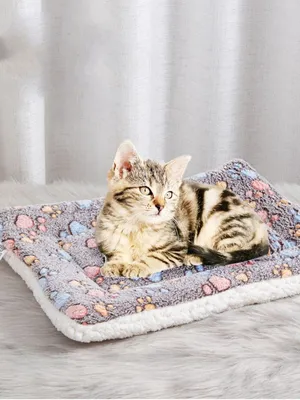 Будто обнимаешь кота-гиганта»: создано одеяло, имитирующее шерсть животных  - Питомцы Mail.ru