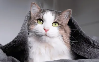 Танцевальный кусь: веселые пляски кота с одеялом насмешат любого