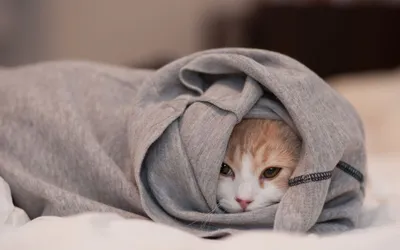 Чем одеяло полезно и привлекательно для кота | О котах | Дзен