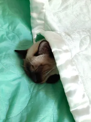 В жару под одеялом | Пикабу