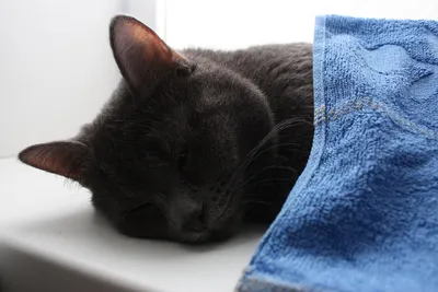 Кот лежит на одеяле | Премиум Фото