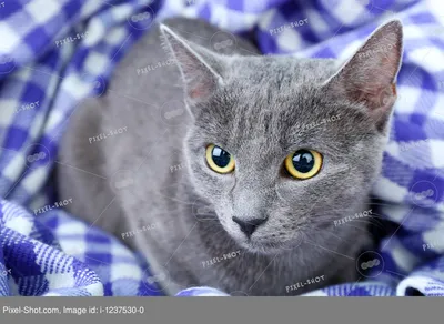 Почему кошка часто прячется под одеяло и мяукает? | Whiskas