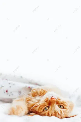 Оранжевобелый Кот Спит На Одеяле — стоковые фотографии и другие картинки  Без людей - Без людей, Горизонтальный, Домашние животные - iStock