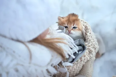 Купить картину на холсте \"Котенок смотрит из-под одеяла - прячет кота под  одеяло\" в iArt