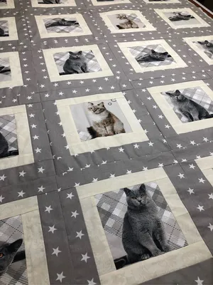 Оранжевый полосатый кот лежит на синем одеяле · Бесплатные стоковые фото