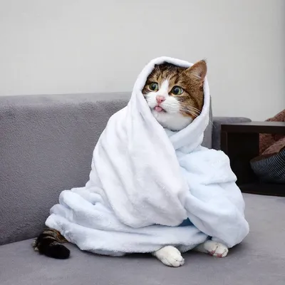 Кот в одеяле стоковое фото. изображение насчитывающей обернуто - 106842702