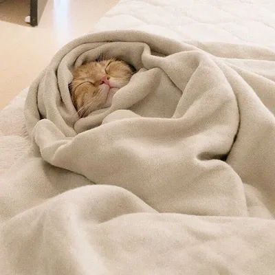 Милый кот с теплым пледом на кровати. Концепция отопительного сезона ::  Стоковая фотография :: Pixel-Shot Studio