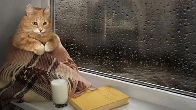 Кота в одеяле - картинки и фото koshka.top