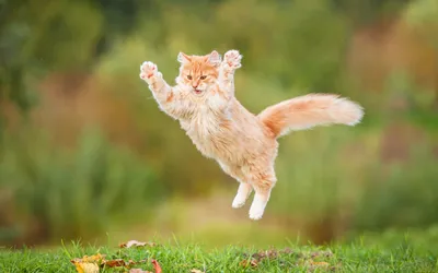 Кот в прыжке - 61 фото