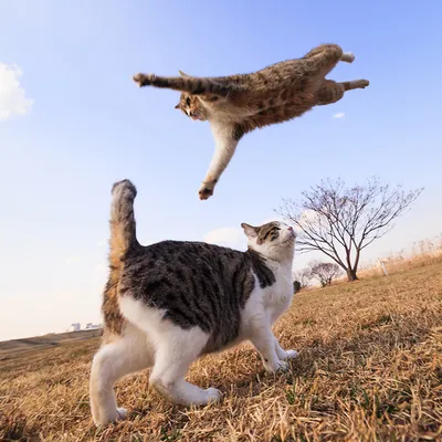 Уморительные фотографии кошек в момент прыжка