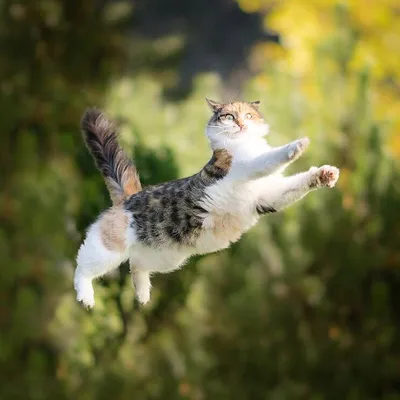 Прыгучий как кошка. О прыжках кошек: насколько далеко и высоко прыгают  кошки | Котопёс | Дзен