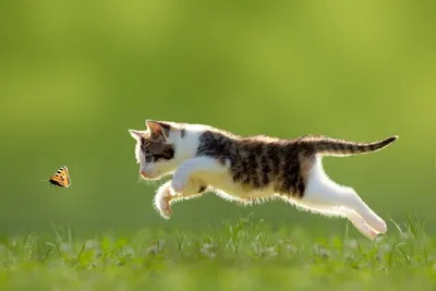 кот прыгает в воздух перепрыгивая через деревянный забор, кошка прыжок Hd  фотография фото, кошка, кошачьих фон картинки и Фото для бесплатной загрузки