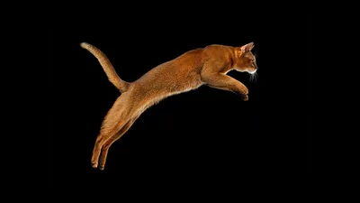 Кмышовый кот в прыжке лапы, вид с…» — создано в Шедевруме