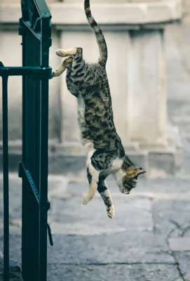 😺Как у кошки получается быть такой прыгучей | Нос, хвост, лапы | Дзен