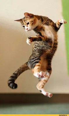 Кот в прыжке» — создано в Шедевруме