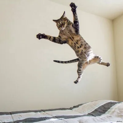 Это невероятно, но кошка ухитряется прыгнуть на высоту превышающую свой  рост в 5 раз | ВКонтакте