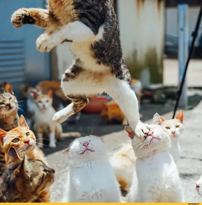 Почему кошки виляют «пятой точкой» перед прыжком | ВКонтакте