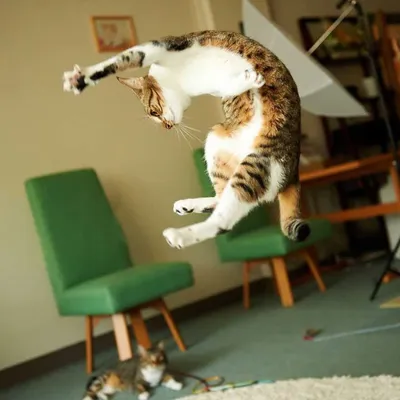 Быстрее, выше, сильнее | Как высоко прыгают кошки? - Питомцы Mail.ru