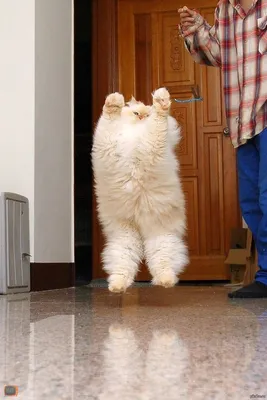 ФОТО ПРИКОЛ коты: кот в прыжке