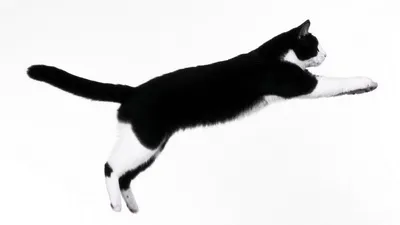 Как научить кота прыгать на ручки? 5 стадий | Бесконечные коты | Дзен