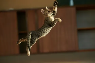 Жирный кот в прыжке | Пикабу
