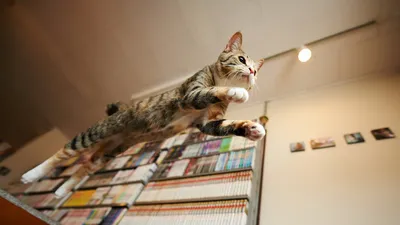 Кошка в прыжке рисунок - 55 фото
