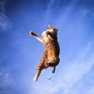Прыжки Кошка — стоковые фотографии и другие картинки Домашняя кошка -  Домашняя кошка, Прыгать, В помещении - iStock