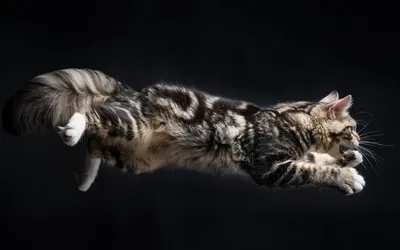 Просто кот. Лёжа в прыжке... | Пикабу