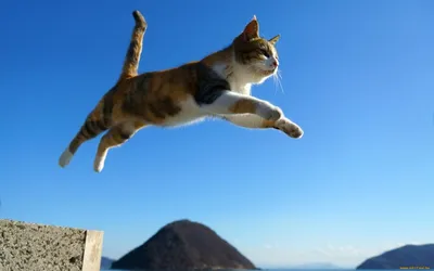 Быстрее, выше, сильнее | Как высоко прыгают кошки? - Питомцы Mail.ru