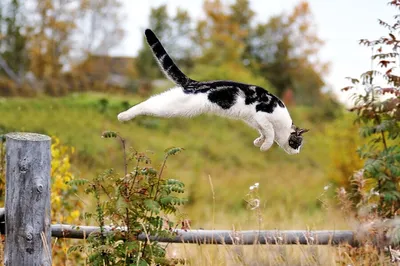 Скачать обои животные, кот, кошка, прыжок, черный фон разрешение 2048x1282  #136454