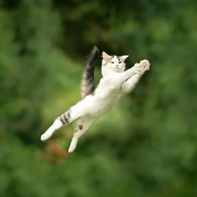 Кошка в прыжке рисунок - 55 фото