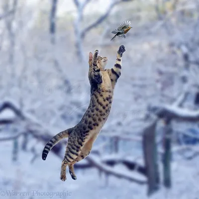 Кошка в прыжке - 63 фото