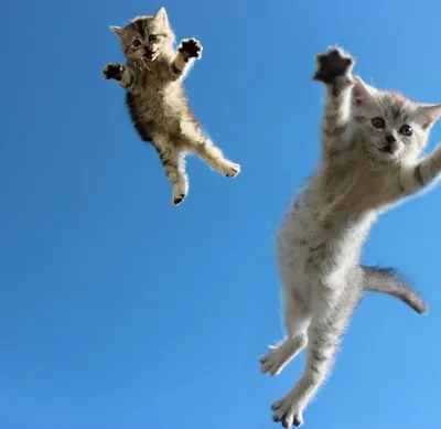 Кот, который видит угрозу готовит для прыжка, коты эмоции закрываются вверх  Красивый красно-белый кот Стоковое Изображение - изображение насчитывающей  прелестное, отечественно: 200525959