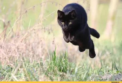 Зачем кошки виляют задом, прежде чем прыгнуть? - Рамблер/авто