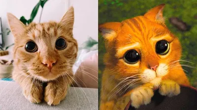 Кот в сапогах строит глазки - Coub - The Biggest Video Meme Platform