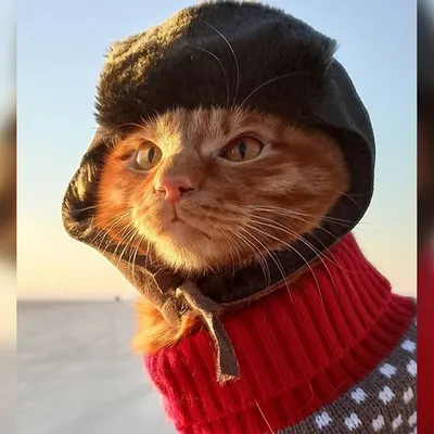 Кот в шапке фото 