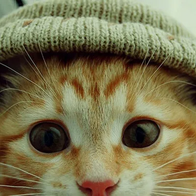 Кот Басик в стеганой шапке-ушанке 19 см | Интернет-магазин Континент игрушек