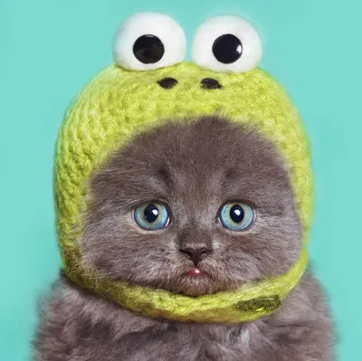 Кот в шапке лягушки рисунок - 77 фото