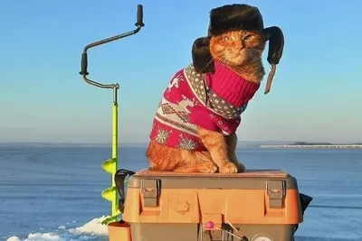 Рыжий кот в шапке-ушанке, сопровождающий хозяина на рыбалке, умилил соцсети  - KP.RU