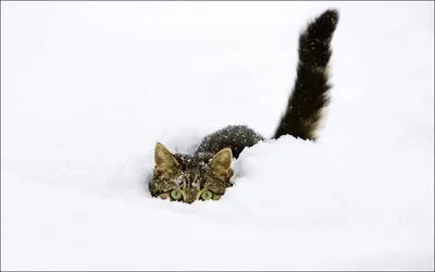 Картинки Кошки снеге Животные 2048x1280